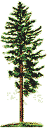 gif arbre